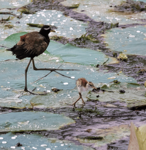 TNGCC - Tamil Nadu Wetland Mission